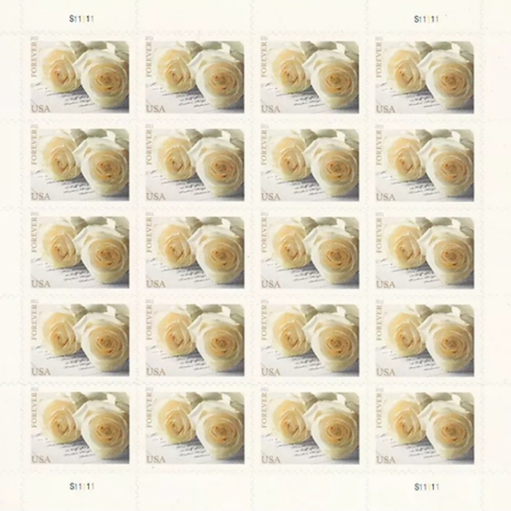 Set of 1000 white Roses